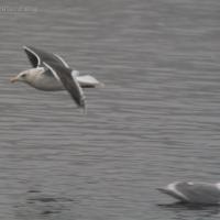 Slaty-backed Gull (Larus schistisagus)