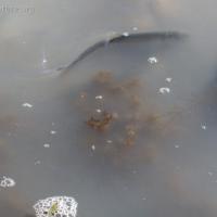 Herring in Shallow Water