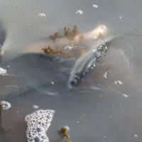 Herring in Shallow Water