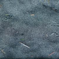 Deer Mouse (Peromyscus keeni) Tracks