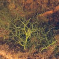 Muskeg Puddle Algae (Nitella sp)