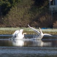 Trumpeter Swan Aggression