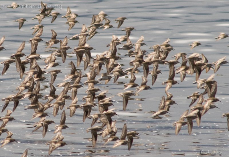 Shorebirds in Flight