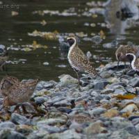 Pacific Golden Plovers and Short-billed Dowitchers