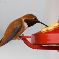 Rufous Hummingbird (Selasphorus rufus)