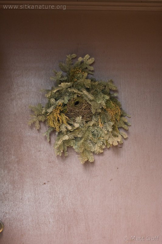 Winter Wren Nest