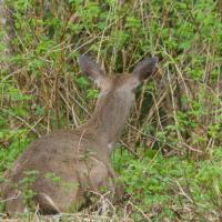 Sitka Blacktailed Deer (Odocoileus hemionus sitkensis)