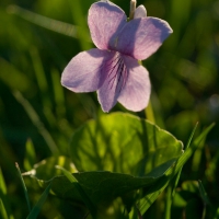Marsh Violet (VIola epipsila)