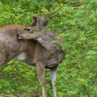 Sitka Black-tailed Deer (Odocoileus hemionus sitkensis)