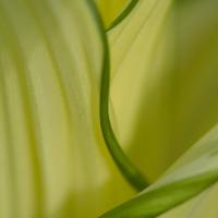 Corn Lily (Veratrum viride)