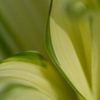 Corn Lily (Veratrum viride)
