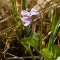 Marsh Violet