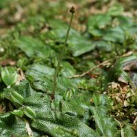 Snakeskin Liverwort (Conocephalum conicum)