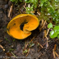 Spring Orange-peel Fungus (Aleuria aurantia)