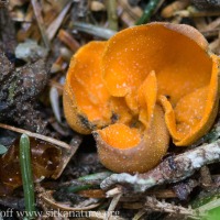 Spring Orange-peel Fungus (Aleuria aurantia)