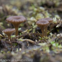 Brown Mushrooms