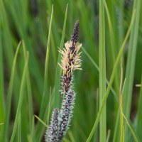 Lakeshore Sedge (Carex lenticularis)