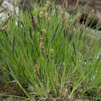 Lakeshore Sedge (Carex lenticularis)