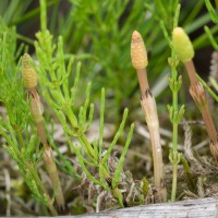 Common Horsetails (Equisetum arvense)