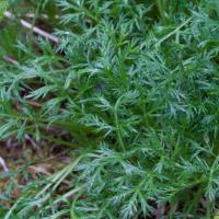 Boreal Sagebrush (Artemisia arctica)