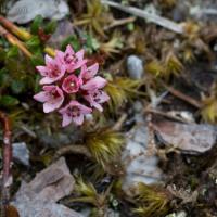 Alpine Azalea (Loiseleuria procumbens)