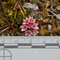 Alpine Azalea (Loiseleuria procumbens)