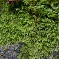 Small Flat Moss (Pseudotaxiphyllum elegans)