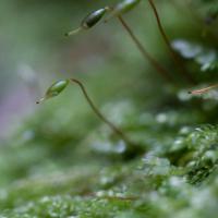 Small Flat Moss (Pseudotaxiphyllum elegans)