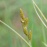 Silvery Sedge (Carex canescens)