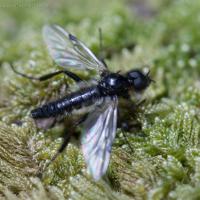 Male March Fly (Bibionidae)