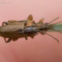 Aquatic Leaf-beetle (Plateumaris sp.)