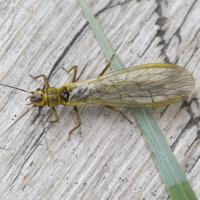 Stone-fly (Sweltsa sp)