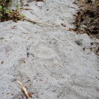 Brown Bear (Ursus arctos) Tracks