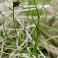 Black Alpine Sedge (Carex nigricans)