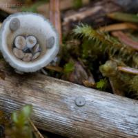Bird's Nest Fungus (Nidula candida)