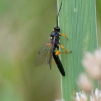 Ichneumon Wasp (Ichneumoninae)