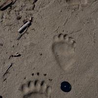 Brown Bear (Ursus arctos) Tracks