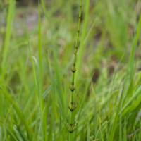 Swamp Horsetail (Equisetum fluviatile)