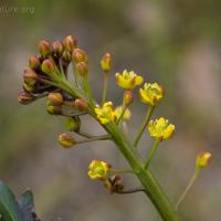 Marsh Yellowcress (Rorippa barbareifolia)