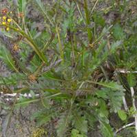 Marsh Yellowcress (Rorippa barbareifolia)