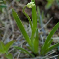 False-asphodel (Triantha sp)