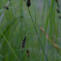 Long-awned  Sedge (Carex macrochaeta)