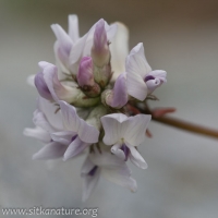 Alpine Milk-vetch (Astragalus alpinus)