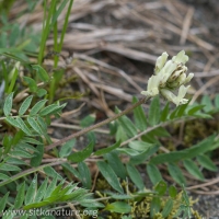 Field Locoweed (Oxytropis campestris)