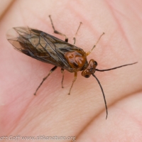 Sawfly (Tenthredinidae)