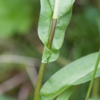Douglas Aster (Symphyotrichum subspicatus) Leaves