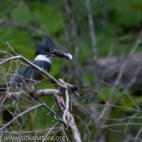 Belted Kingfisher with Fish