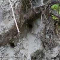 Belted Kingfisher Nest Cavity