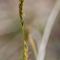 Yellow-flowere Sedge (Carex anthoxanthea)