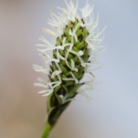 Northern Single-spike Sedge (Carex scirpoidea)